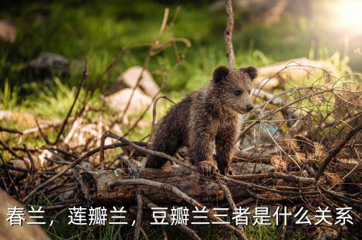 春蘭，蓮瓣蘭，豆瓣蘭三者是什么關(guān)系