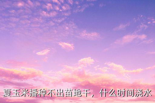 夏玉米播種不出苗地干，什么時間澆水