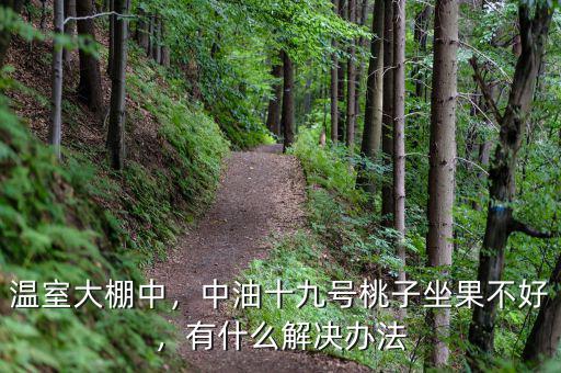 溫室大棚中，中油十九號桃子坐果不好，有什么解決辦法