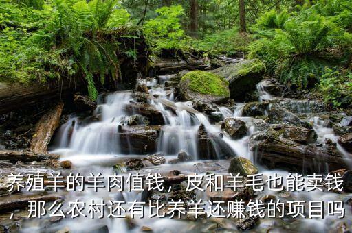養(yǎng)殖羊的羊肉值錢，皮和羊毛也能賣錢，那么農(nóng)村還有比養(yǎng)羊還賺錢的項(xiàng)目嗎