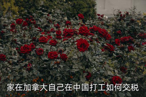 加拿大如何征稅，注冊(cè)加拿大公司怎么報(bào)稅