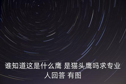 頭長(zhǎng)的像鷹是什么鴿子，有那種飛禽類(lèi)似鷹但又比鷹小專(zhuān)捕食鴿子