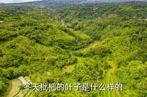 高位死叉是什么樣子的，起搏器是什么樣子的