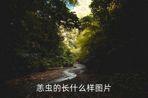 貂魚(yú)長(zhǎng)什么樣有圖片，做衣服的貂長(zhǎng)什么樣子