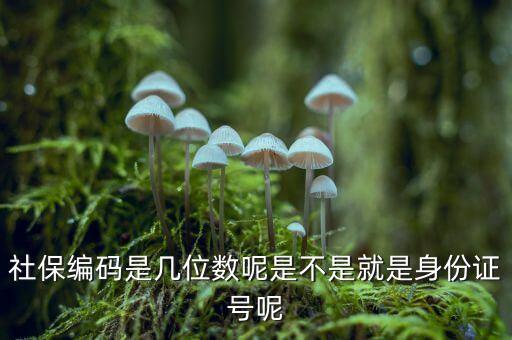 單位社保編碼14位是什么，什么是社保編號(hào)